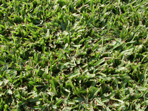 All Rounder Turf Supplies Pic 1 - Heritage