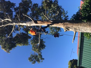 EDI Developments Pic 2 - we couldnt fall the tree so climbing is a must in tight areas