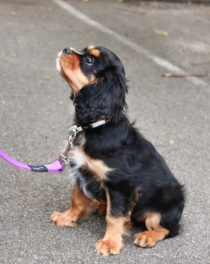 Vick's Dog Tricks Pic 5 - Charlie at puppy preschool