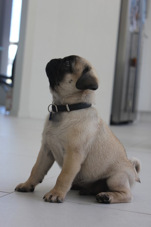 Vick's Dog Tricks Pic 3 - Frank as a puppy learning to sit