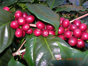 KPS International Trade (Australia) Pic 2 - Coffee Berry