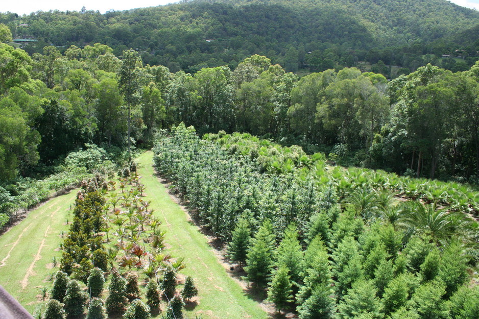 King Landscapes Tree Solutions Pic 1 - Aerial View of Kings Tree Farm