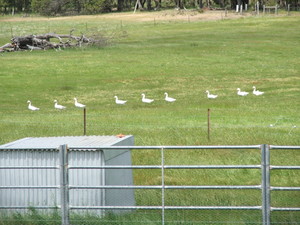 Mureybet Relaxed Country Accommodation Pic 3 - Heading down for a swim