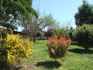 Mureybet Relaxed Country Accommodation Pic 2 - Plenty of native trees