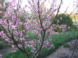 Mureybet Relaxed Country Accommodation Pic 4 - Prunus persica