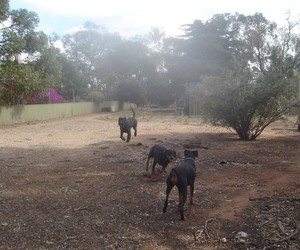 Kellmann Kennels Pic 4