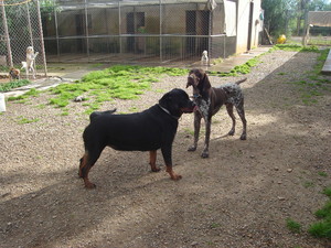 Kellmann Kennels Pic 3