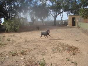 Kellmann Kennels Pic 5