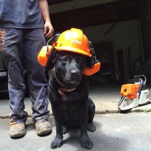 Monkey Business Tree Services Pic 4 - Sky our Labrador hard at work