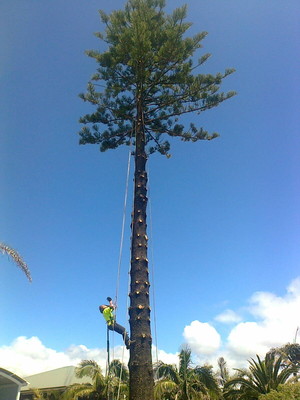 All Round Tree & Garden Care Pic 3