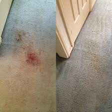 Bt Carpet Cleaning Sydney Pic 2