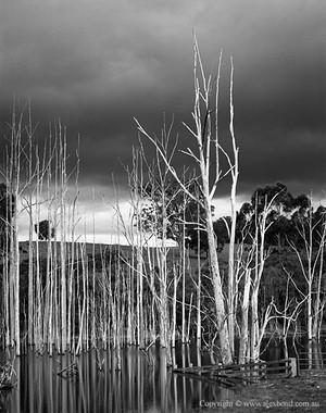 Alex Bond / Stormlight Publishing Pic 4 - Drowned trees in farmland dam Pemberton Western Australia