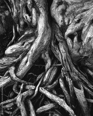 Alex Bond / Stormlight Publishing Pic 2 - Paperbark roots Walpole Nornalup National Park Western Australia