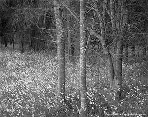 Alex Bond / Stormlight Publishing Pic 3 - Swamp Sheoaks and Hesperantha Falcatta Canning River Perth Western Australia