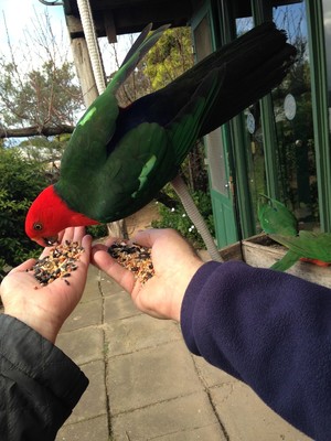 Adobe Abodes Pic 2 - King Parrot