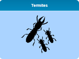 Tri4 Pest Control Pic 2