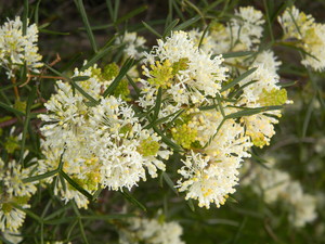 Earth Stewardship Pic 3 - Grevillea triloba a Priority 3 species found in the local Geraldton area