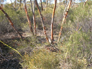 Earth Stewardship Pic 4 - Vegetation Surveys using quadrat data