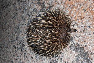 Earth Stewardship Pic 5 - Tachyglossus aculeatus also known as an Echidna