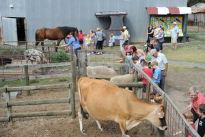 Platform 1 Heritage Farm Railway Pic 4 - Pat and Feed the farm animals