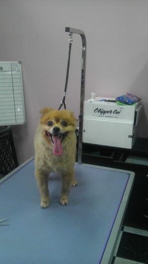 The Puppy Shack Grooming Salon Pic 2 - always happy to be at the shack