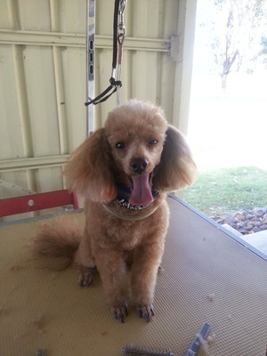 The Puppy Shack Grooming Salon Pic 4 - Peanuts chilling