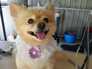 The Puppy Shack Grooming Salon Pic 5 - Trinny is such a model