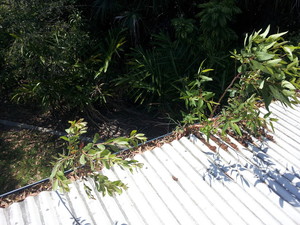 Gutter-Vac Sunshine Coast South Pic 3 - Before