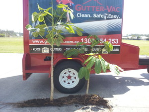 Gutter-Vac Sunshine Coast South Pic 2 - Dont let these grow in you gutter