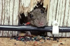 Rats Pest Control Brisbane Pic 4