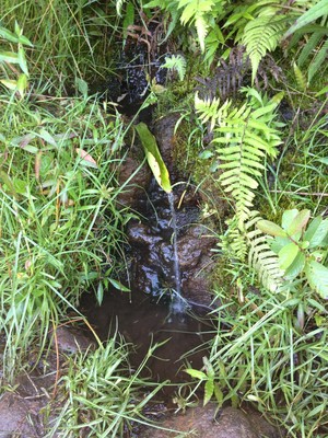 True Nature Traditional Hawaiian Massage and Healing Pic 4 - True Nature Traditional Hawaiian Lomi Lomi Massage surrounded by nature a place to retreat yet close enough to stay connected