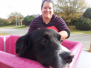 Pink Paws Mobile Dog Washing Pic 4