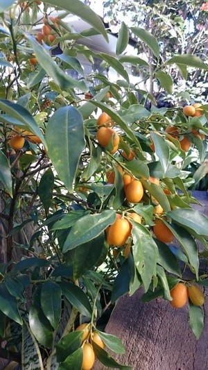 Greenacre Natural Therapies Pic 4 - Our Loquat Tree At The Clinic