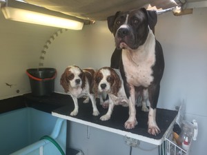 Lush Puppies Dog Grooming Sydney Pic 2 - Lucy Quincy and Duke