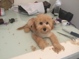 Lush Puppies Dog Grooming Sydney Pic 3 - Wallie