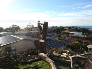 Rock Solid Tree Service Pic 3