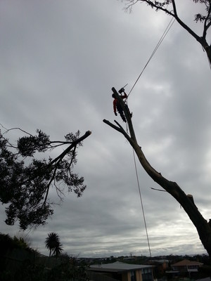 Rock Solid Tree Service Pic 2