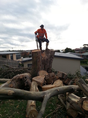 Rock Solid Tree Service Pic 4