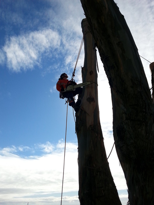 Rock Solid Tree Service Pic 1