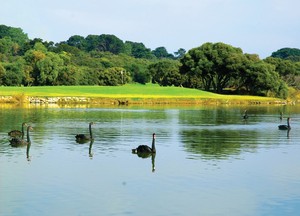 Lonsdale Golf Club Inc. Pic 2 - The wildlife on Lake Victoria