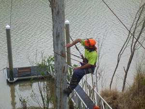 Galeforce Tree Services Pic 2 - Identifying faults in trees and removing the threat