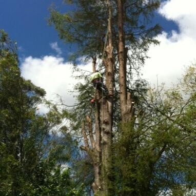 Galeforce Tree Services Pic 1 - No matter what size no job to big no job too small