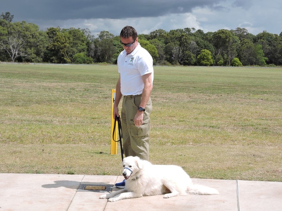 Dogtraining101 Pic 1 - Drop command