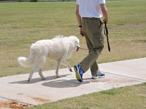 Dogtraining101 Pic 5 - Heel