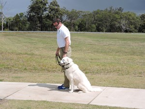 Dogtraining101 Pic 2 - Sit command