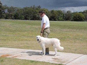 Dogtraining101 Pic 3 - Stand command