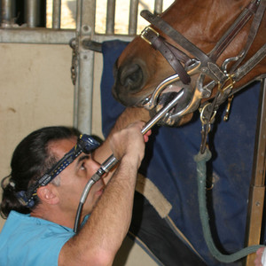 Advanced Equine Dental Pic 3