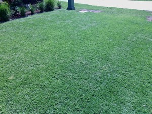 JD Lawn Maintenance Pic 3 - The grass is always greener