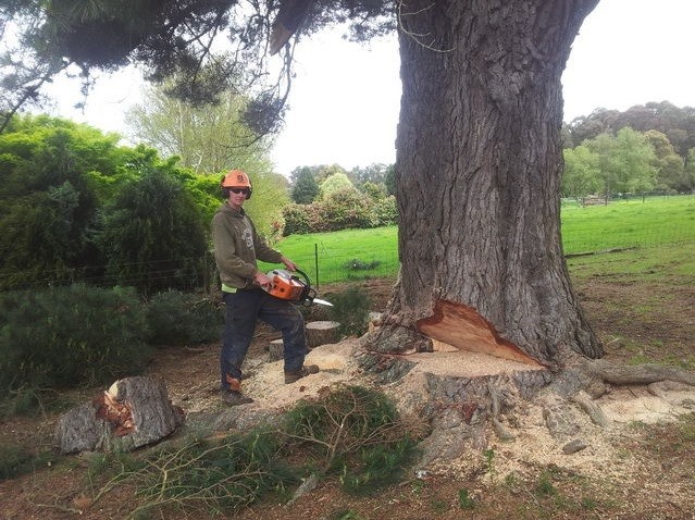 Simpson's Tree Service Pic 1 - Tree Felling Simpsons TreeService