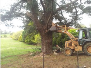 Simpson's Tree Service Pic 2 - Tree FellingSimpsons Tree Service